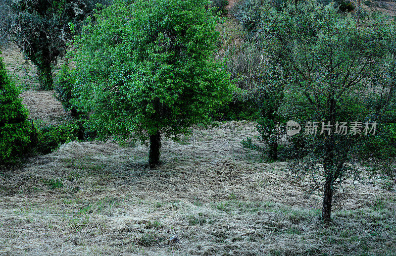 三棵树，萨尔多尔，阿布兰特斯，葡萄牙