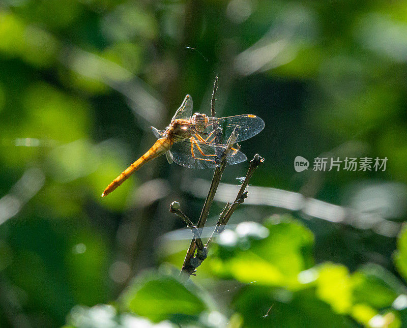 蜻蜓靠近点。