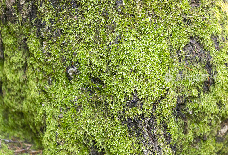 绿色苔藓的特写