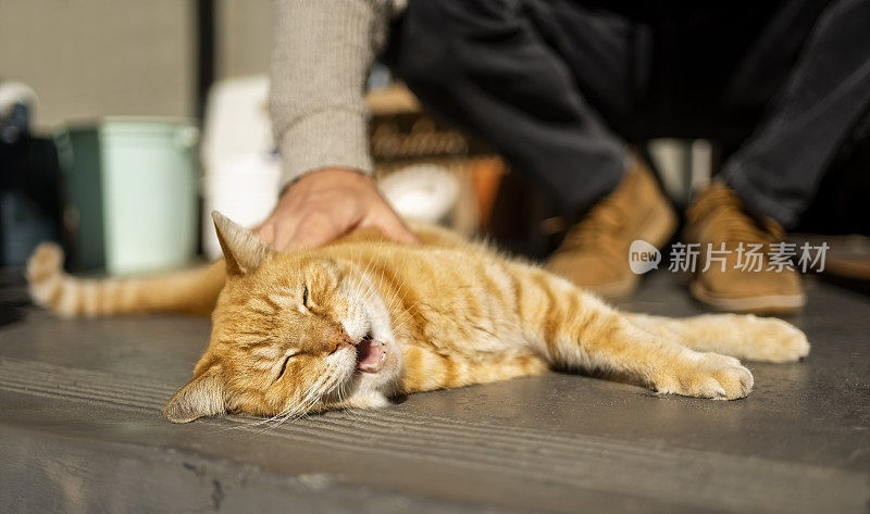 一个男人抚摸着躺在地板上的虎斑猫