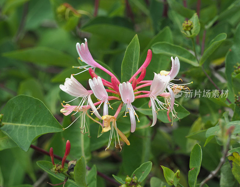 几朵生长在树篱中的野生金银花