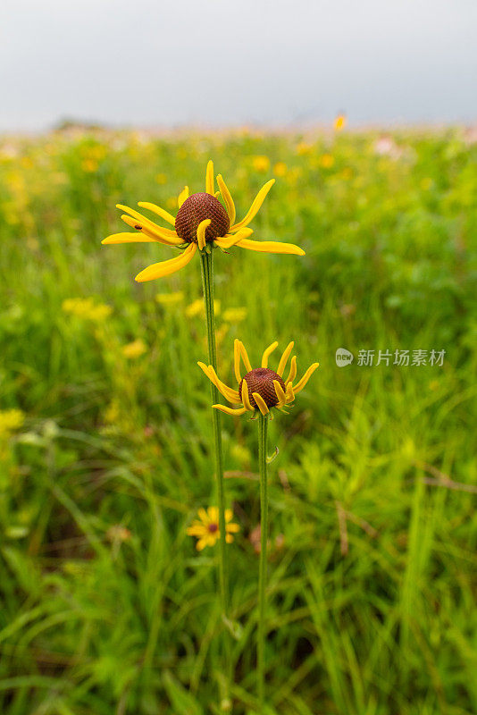 黄色圆锥花(紫锥菊)，切罗基草原，AR