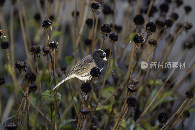 一只雄性黑眼睛Junco