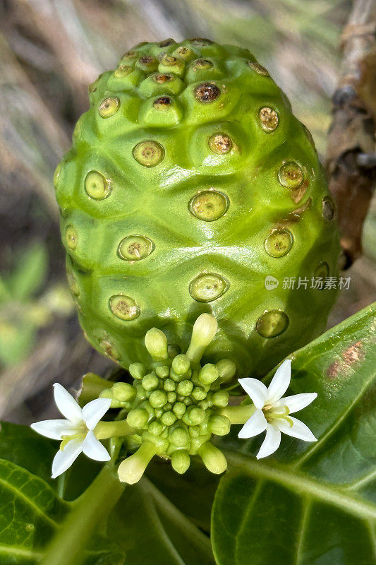 诺丽的花和幼果