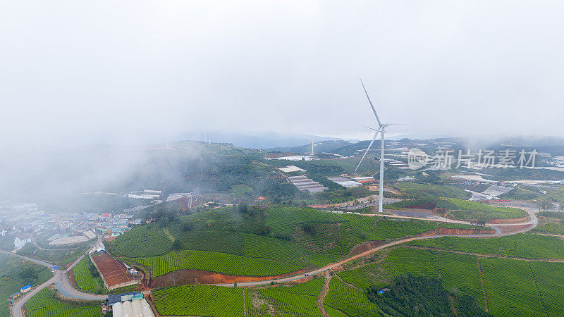 清晨美丽的风景，在大叻市，林东省。风吹茶山上，晨景山坡上茶树下