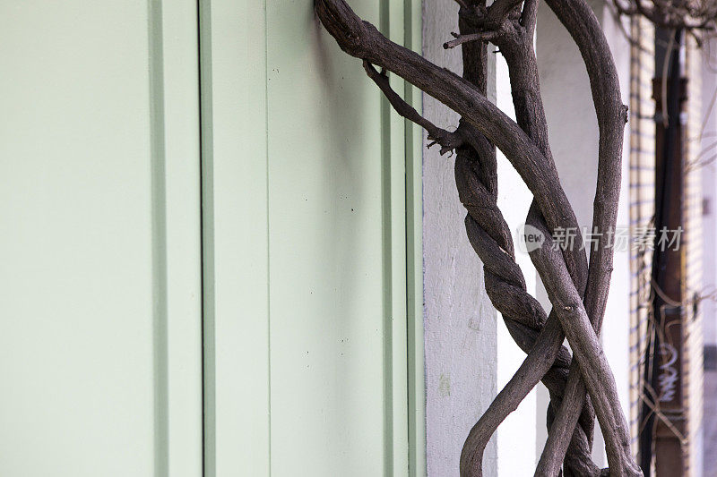 绿松石色的门和爬行植物