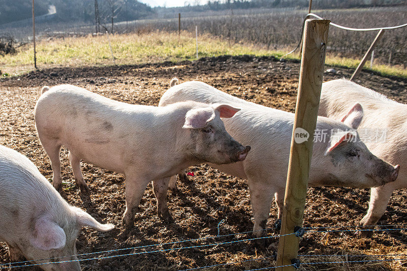 在生物动力农场吃健康食物的猪