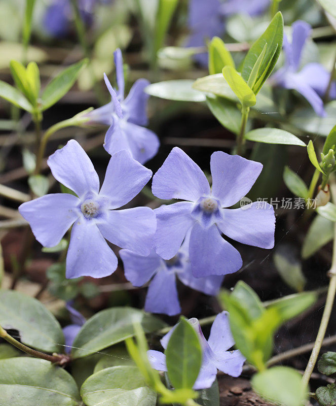 小长春花(小长春花)