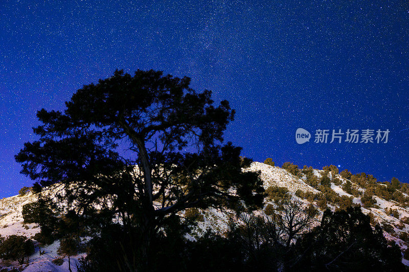 桧树与夜雪山