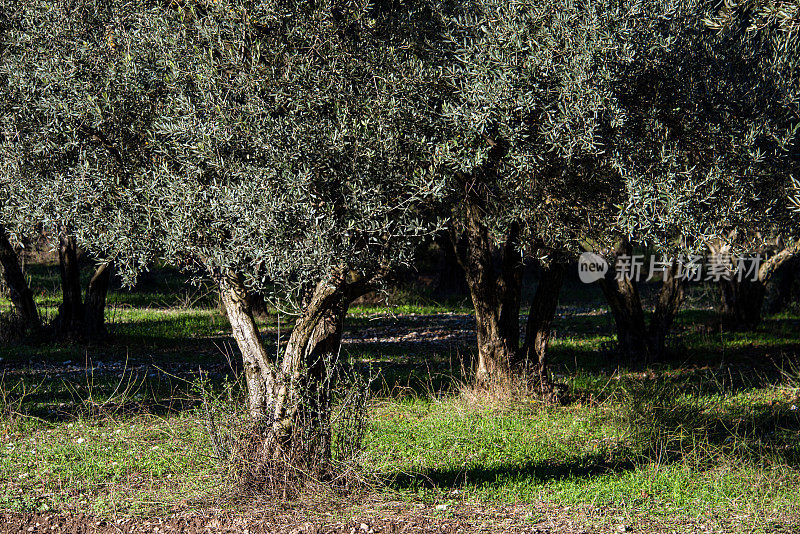 橄榄树花园