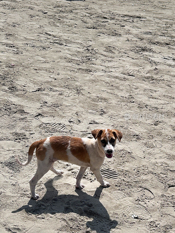 野外流浪的印度小狗站在被脚印覆盖的夯实的沙子上，阳光明媚的海滩，高架视野，关注前景，复制空间
