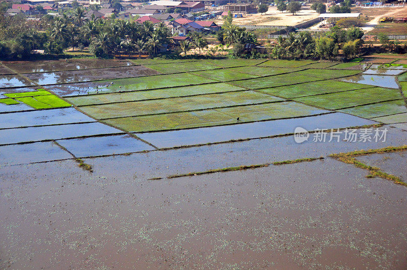 在老挝万象郊区，空气湿润的稻田里种植水稻