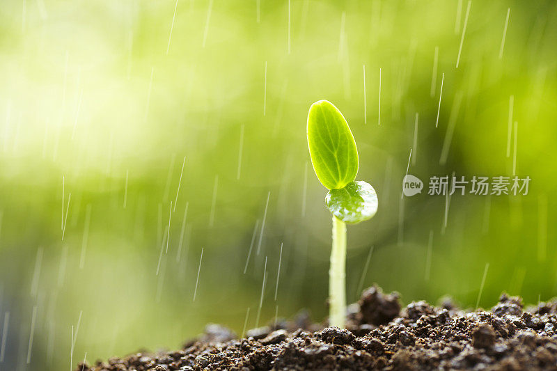 雨中新生命