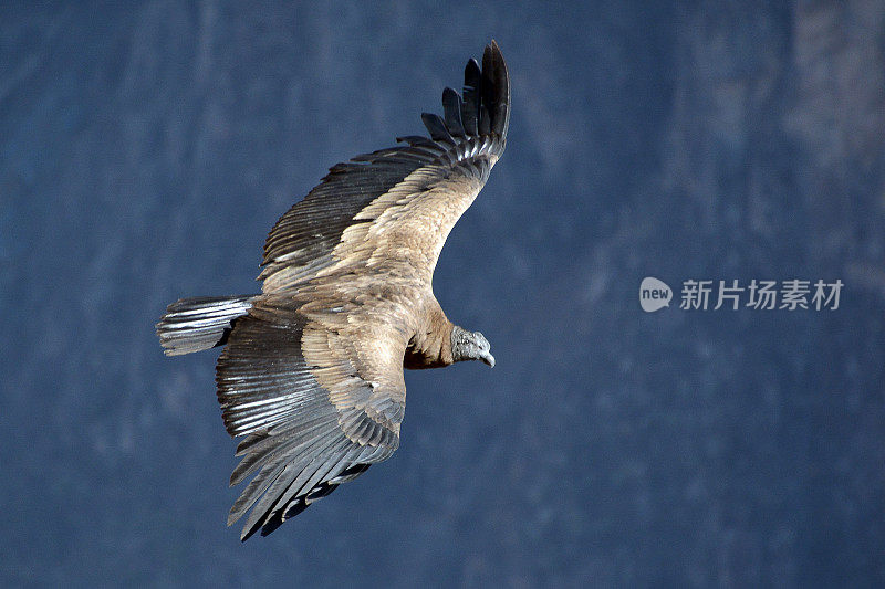 安第斯秃鹰在科尔卡峡谷阿雷基帕飞行。