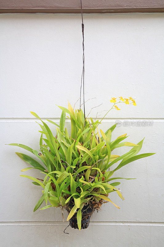挂着一个黄花植物的篮子