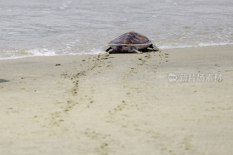 绿海龟、泰国
