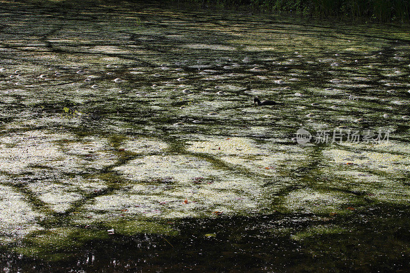 Waterhen穿过绿色的池塘浮渣