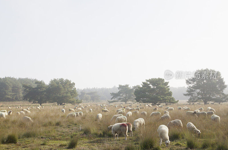 乌得勒支(荷兰)勒尔松勒尔松草原上的羊