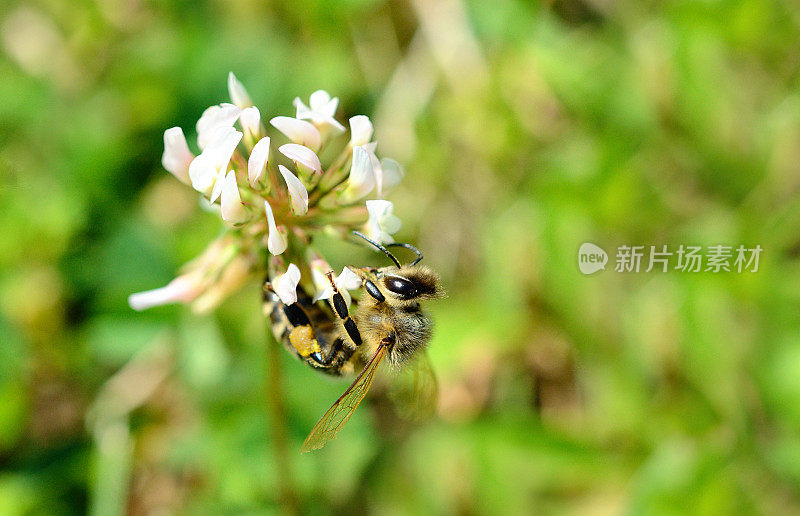 蜜蜂在三叶草开花