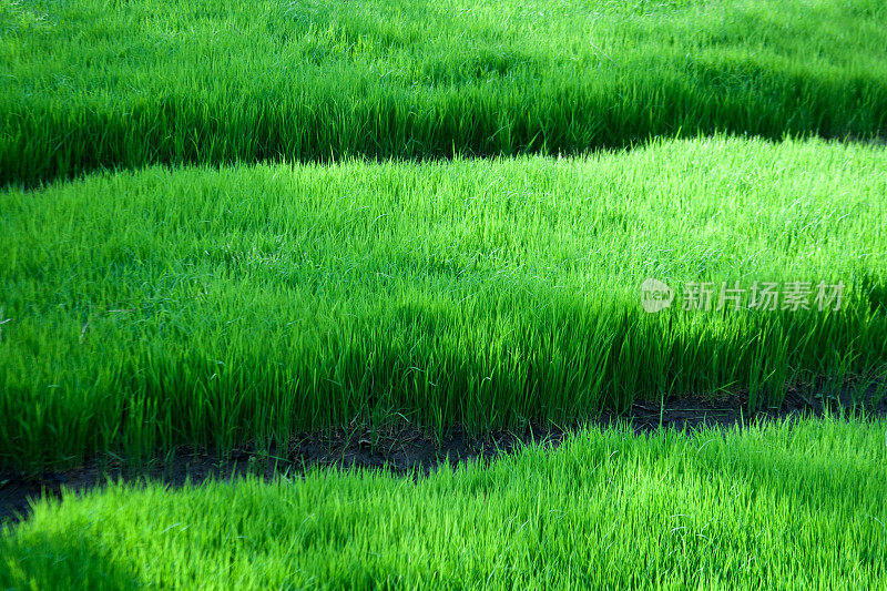 巴厘岛郁郁葱葱的绿色稻田的特写