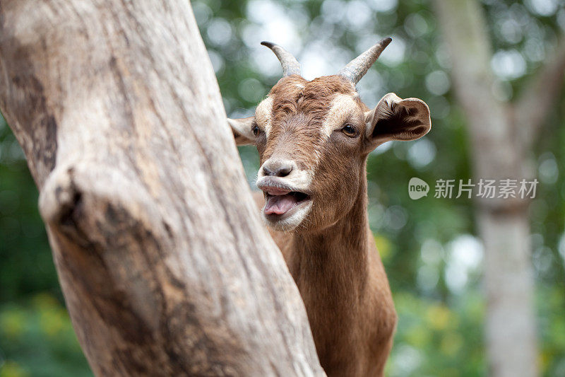 吐舌头的山羊