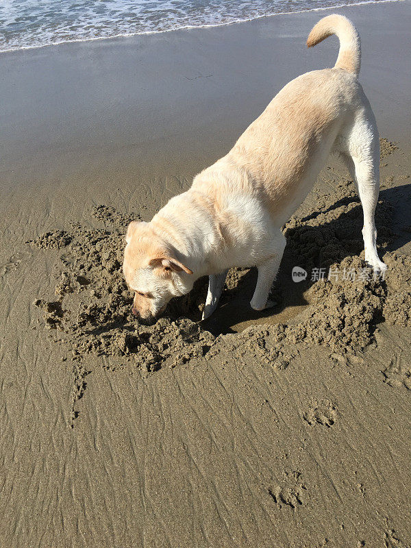 拉布拉多寻回犬