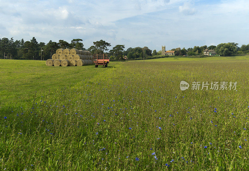 西诺福克田野里的蓝色矢车菊