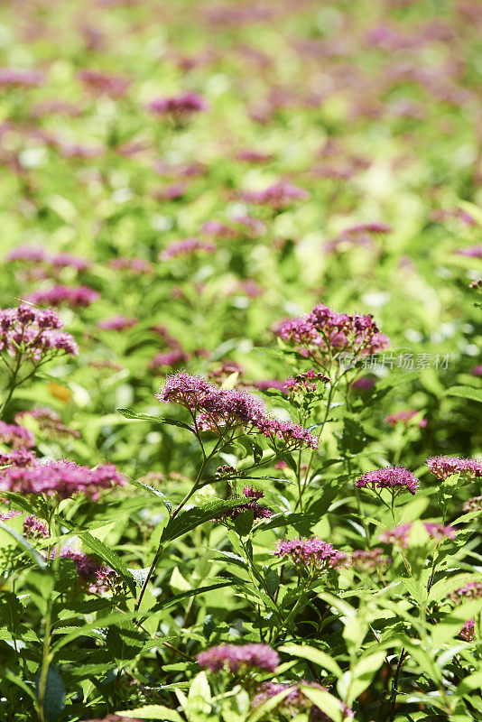 日本Spiraea