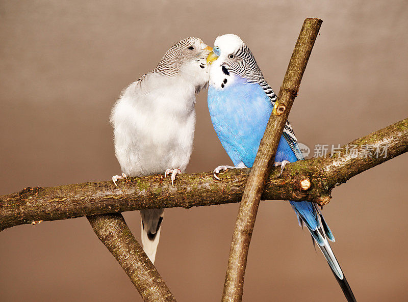 两个budgies