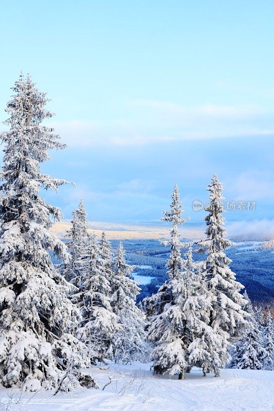冬天和雪覆盖的树木在Trysil山，挪威