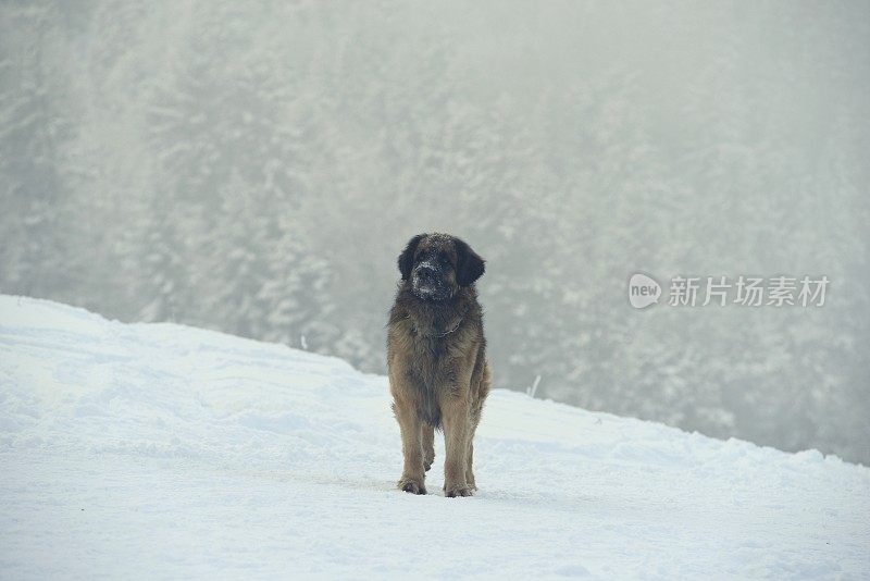 狗站在雪地里一动不动