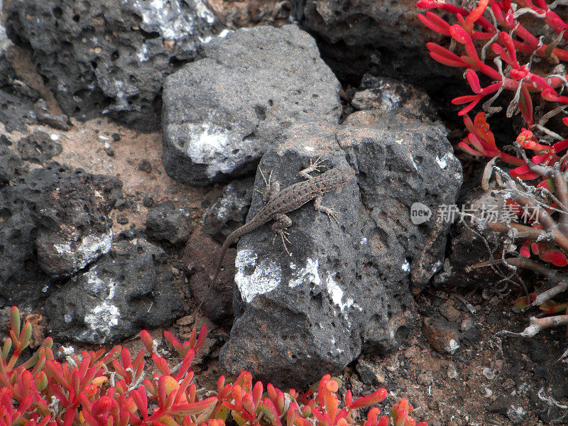 加拉帕戈斯:南广场岛的熔岩蜥蜴