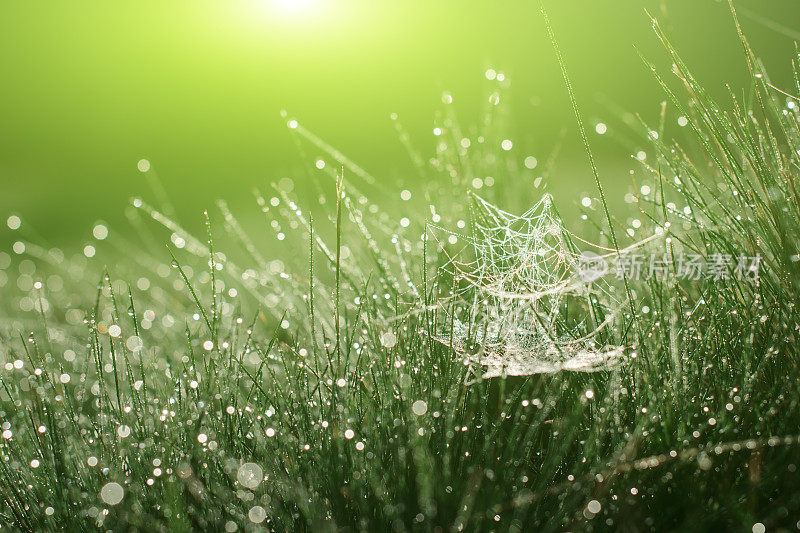 带露珠的草地上的魔法蜘蛛网