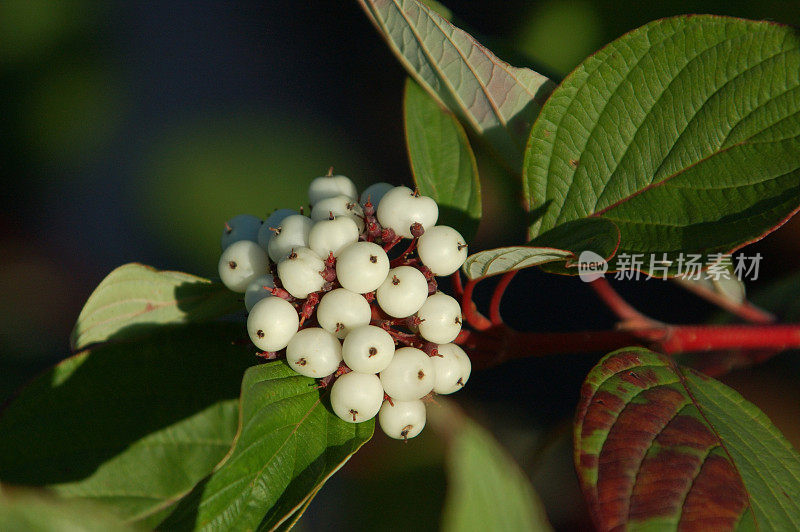 开花山茱萸果实