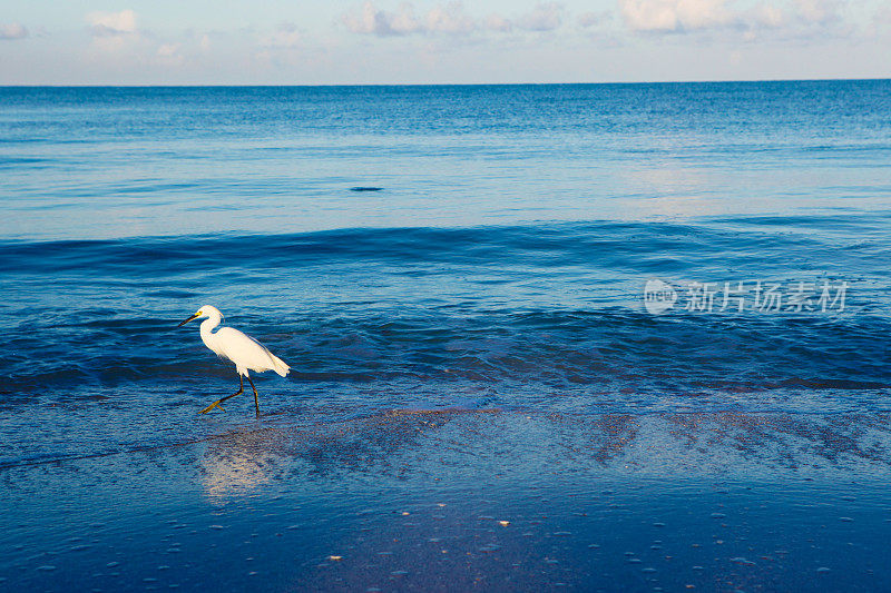 大白鹭鹭在海湾海岸