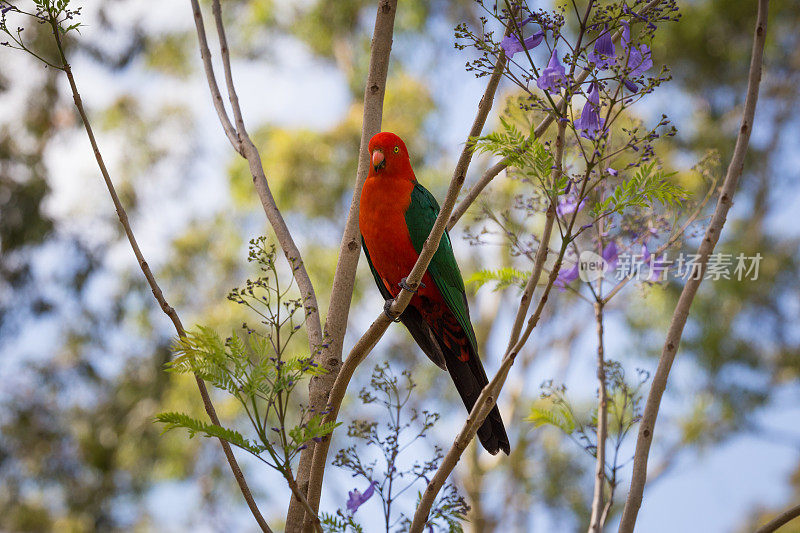 美丽的澳大利亚王鹦鹉在树上