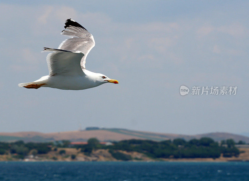 飞翔的海鸥