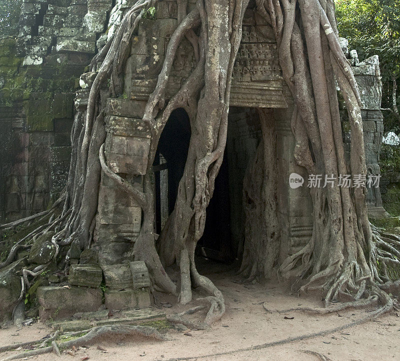 柬埔寨吴哥窟的大榕树根