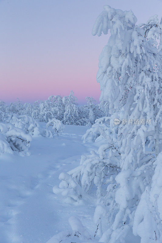 冰雪覆盖的北极树在冬天日出