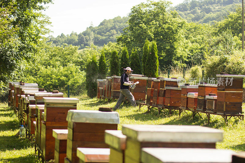 养蜂人控制着一个带蜂蜜的框架