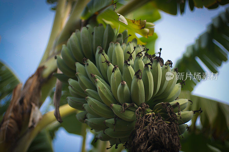 树上长着香蕉