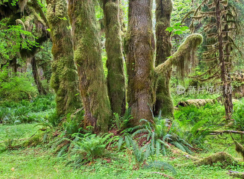剑蕨和苔藓覆盖的树