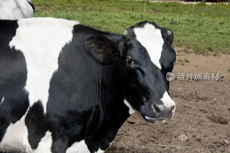 美丽的荷斯坦奶牛的特写。