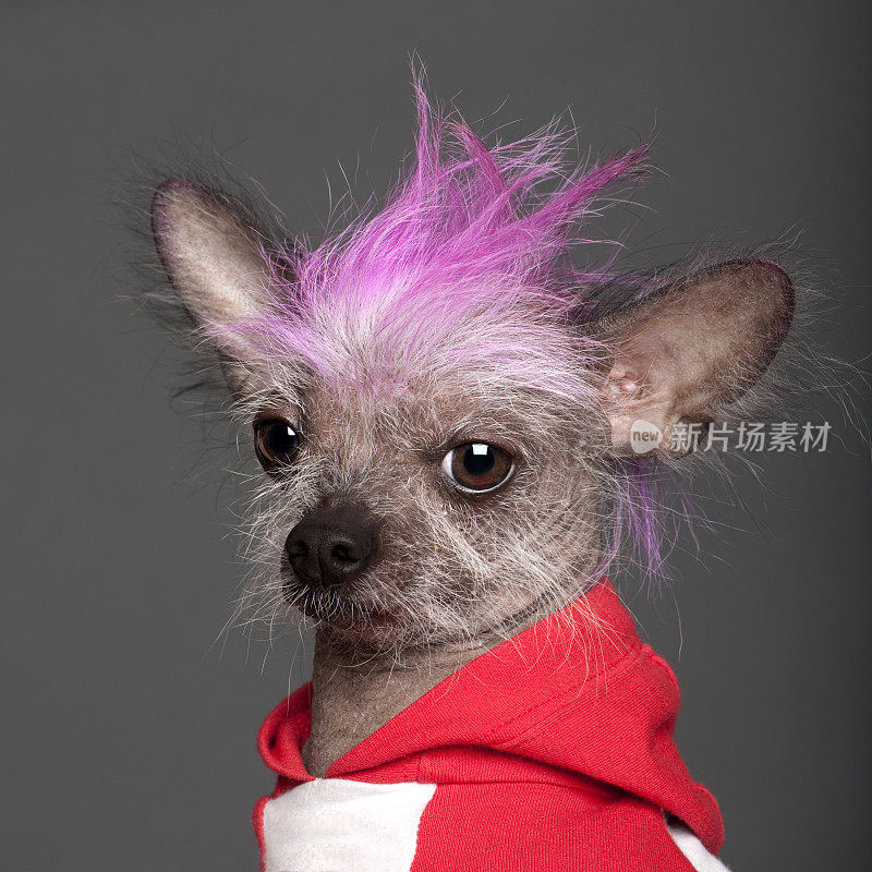 粉红色莫霍克的中国冠毛犬