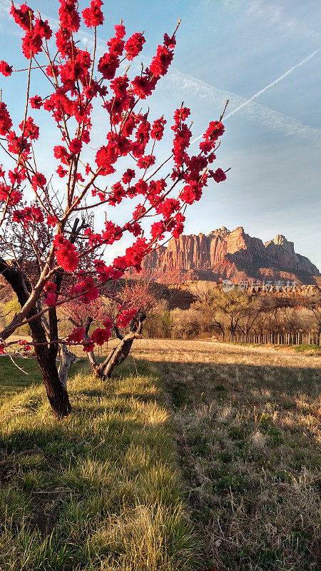 在犹他州洛克维尔锡安国家公园附近的Kinesava山下农场，红色的果树在早春开花