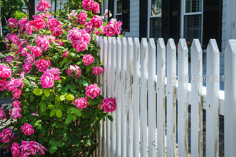 篱笆边的玫瑰