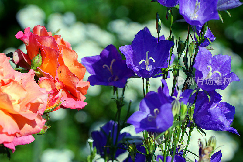 舒伯玫瑰‚Freisinger黎明”和bellflowers