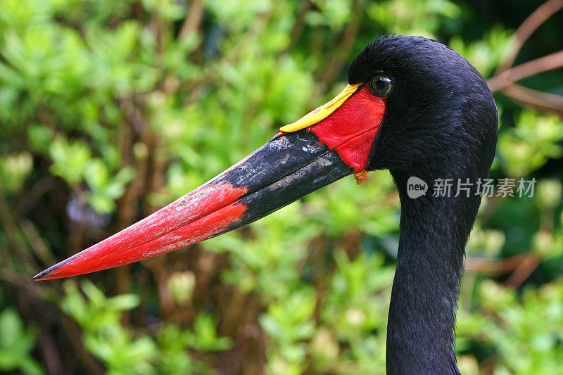 鞍嘴鹳(senegalensis)