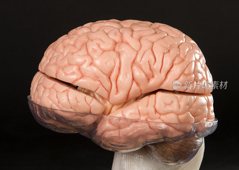 黑色背景下的人脑模型