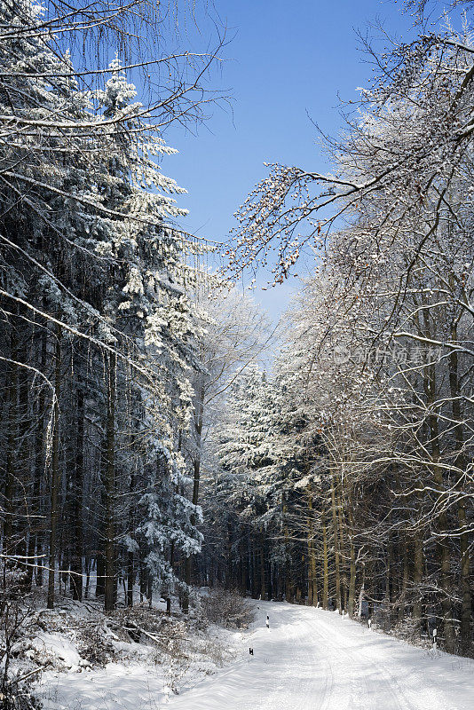 白雪覆盖的森林道路，树木